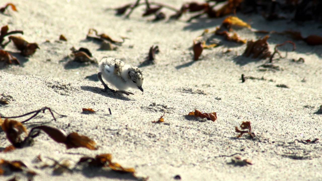 Snowy Plover Chick 