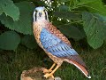 First bird carving, American kestrel