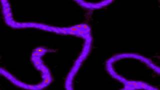 Self-organizing multi-particle system (5) @IZGartlife