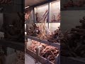 Hardscape