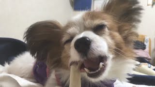 犬　パピヨン　咀嚼