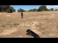 Puppy double on land - almost 6 months old