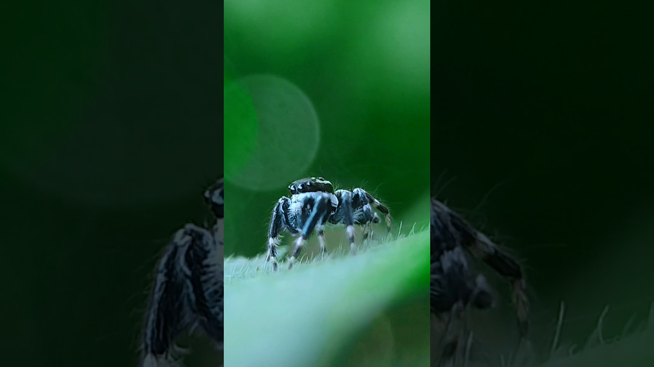 Macro Photography with Apexel 100mm New Ultra Macro Lens 😍🔥 