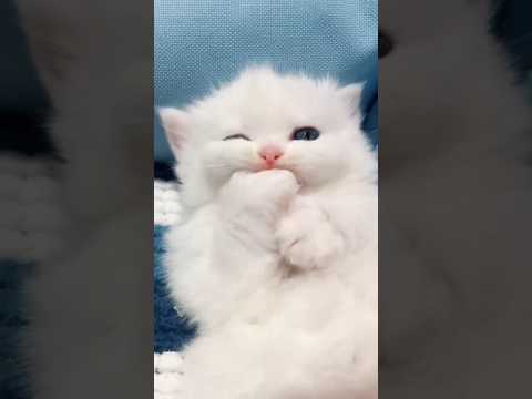 Cat videos cute cats and kittens 😻🐾