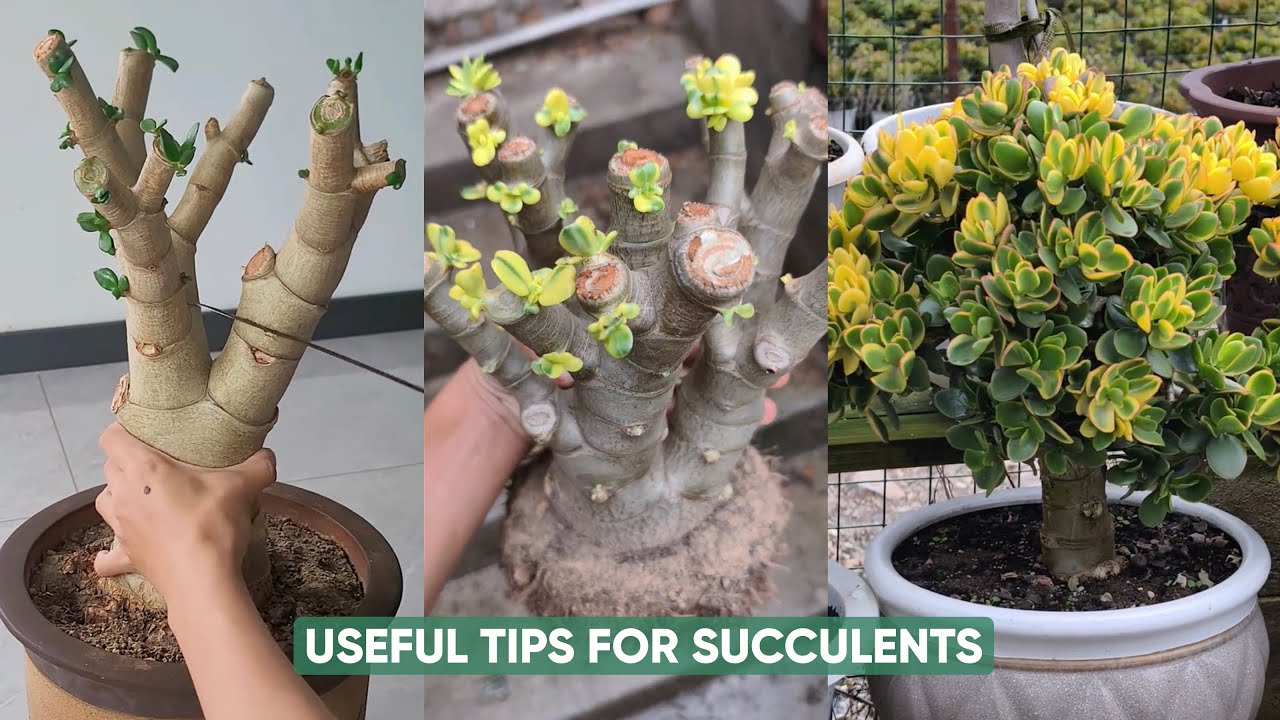 Succulent Care for Beginners 🌱 EASY Tips for Happy, Thriving Plants ...
