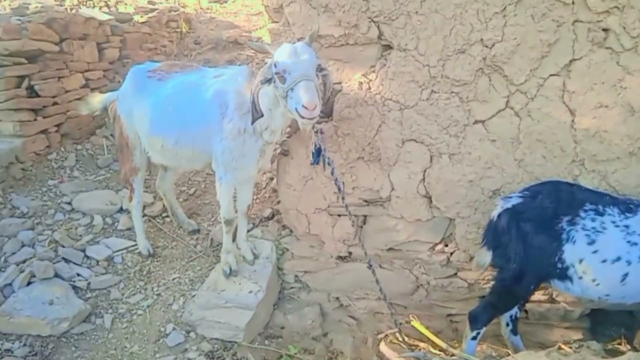 Goat and Cow Farming at Home | Best Profitable Work for Everyone