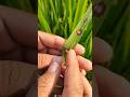 🌾धान में झुलसा😱 रोग की पहचान✅ और सटीक इलाज🌱 | Rice Blast Disease Control😱 #farming #agrifuture