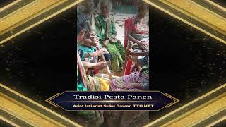 Pesta Panen ,pesta adat Istiadat SUKU TIMOR DAWAN TTU NTT@pesta channel 2639