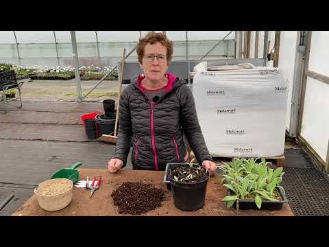 Video: Rotskjæringsteknikk - Lær hvordan du tar rotstikkinger fra planter
