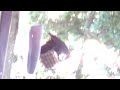 Pleated woodpecker at the suet feeder