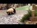 飼育員さんを追いかけて走る彩浜ちゃん🐼♡ 赤ちゃんパンダ