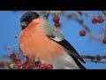 Зимние птицы - Птицы России - Фильм 36