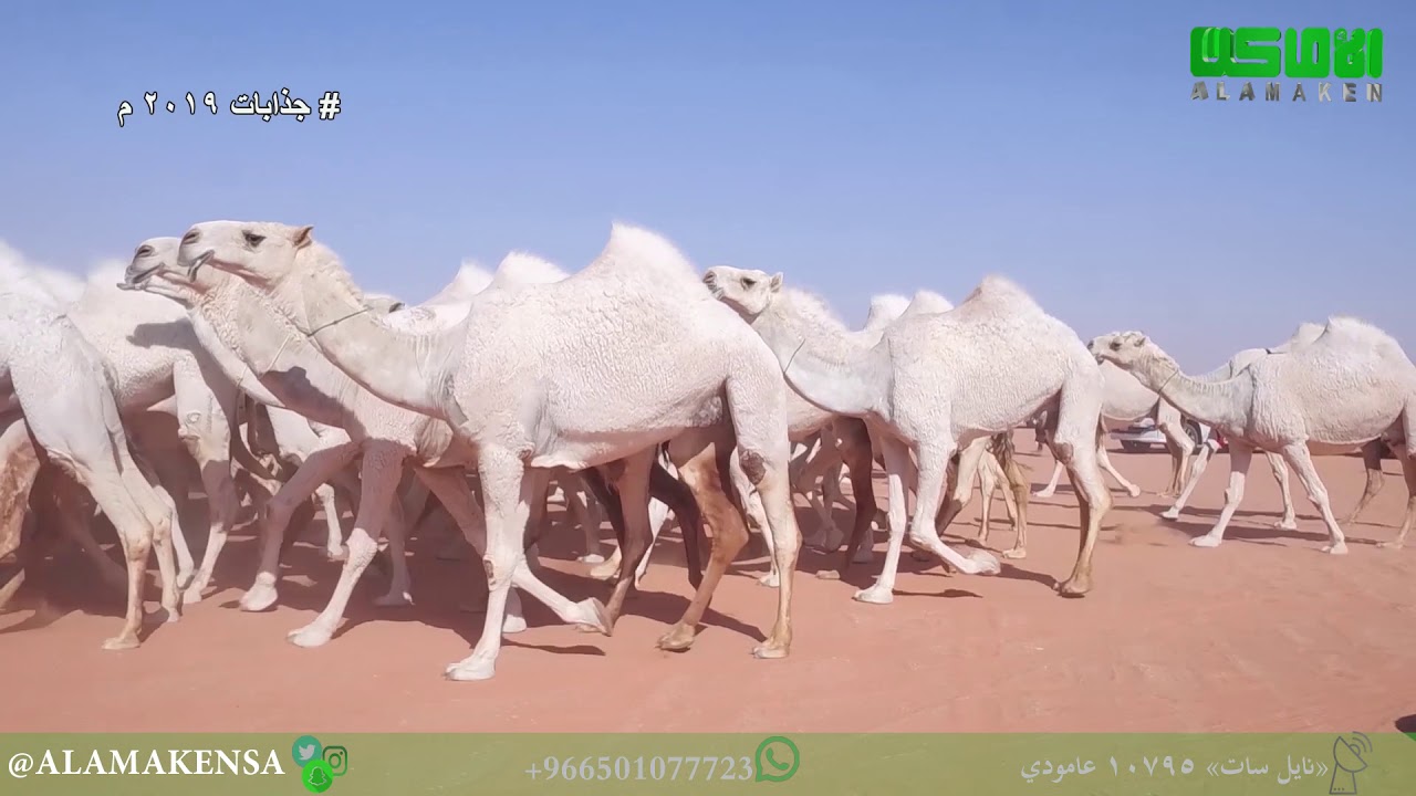 مسيرة رجل الاعمال / سالم بن عبدالله السمي البقمي ( جذابات ١٠٠ وضح ) ٢٠١٩ م