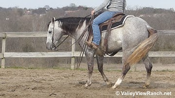 RVR Quakin Lil Cat - spins, lead changes, lope-offs, stops! - ValleyViewRanch.net