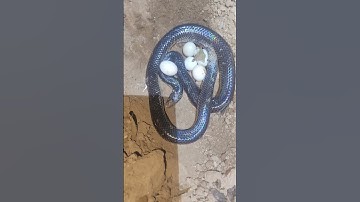Xem rắn hổ hành đẻ trứng #rắnhổmang #rắnhổhành #snake #cobra #ularbesar #rắn #kingkobra