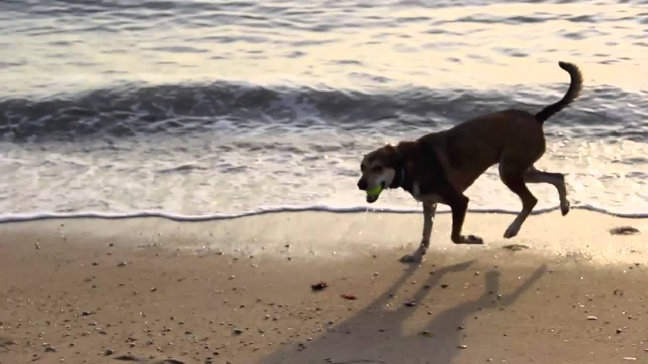 Fall Beach Adventure - Hammonasset State Park