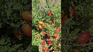 Details ROMA tomatoes have done exceptionally well this year! #gardening #tomatoes #romatomatoes Guide