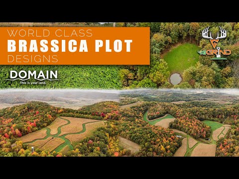 World Class Brassica Plot Designs with Domain Outdoor