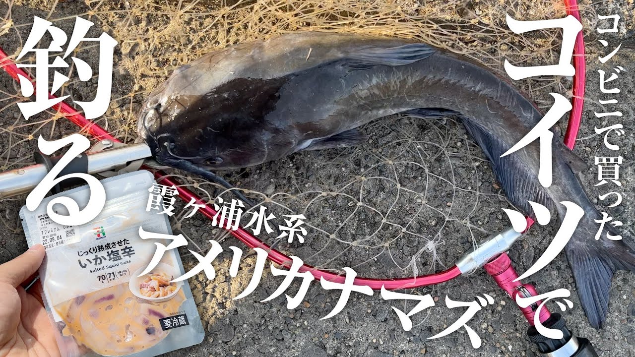 【アメリカナマズ】コンビニに売ってるイカの塩辛で簡単にアメリカナマズが釣れる！ in 霞ヶ浦水系