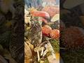 PNW Mushroom Show, Bellingham, WA #livinit