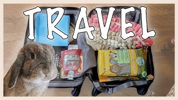 HOW TO TRAVEL WITH A RABBIT (part 1)