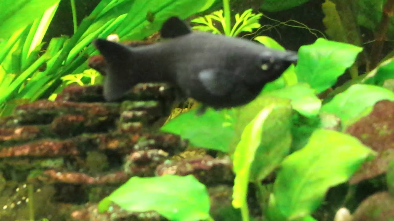 Woran Erkennt Man Das Fische Schwanger Sind Molly eventuell wieder Schwanger - YouTube