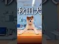 Meet real Akita Inu in Akita Prefecture! #akitainu #akita #tohokujapan #秋田犬
