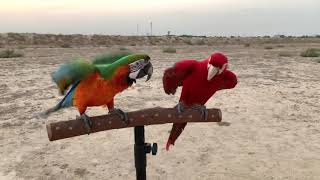 ( Rambo ) Harlequin Macaw , ( Zico ) Ruby Macaw , Free Flight Macaw Net Worth