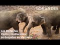 Las Elefantas Pocha y Guillermina inician su despedida del Ecoparque Mendoza