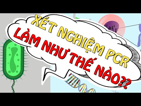 Video: Chức năng của bộ đệm PCR là gì?