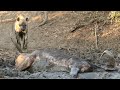 Hyena Finds Buffalo Alive & Stuck in Mud