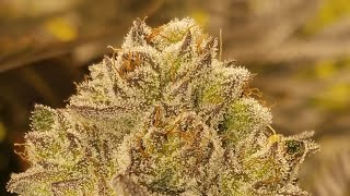3LB Organic HLG 550 v2r grow part 4