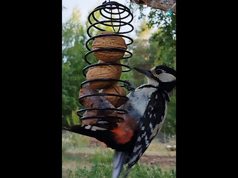 Woody dinner zoom in. Full version. Ужин Вуди. Полная зум версия