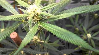T5 flower room update start week 4