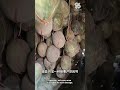 This is How Traditional Method Store the Melons Through Winter | Agriculture🍈🍈