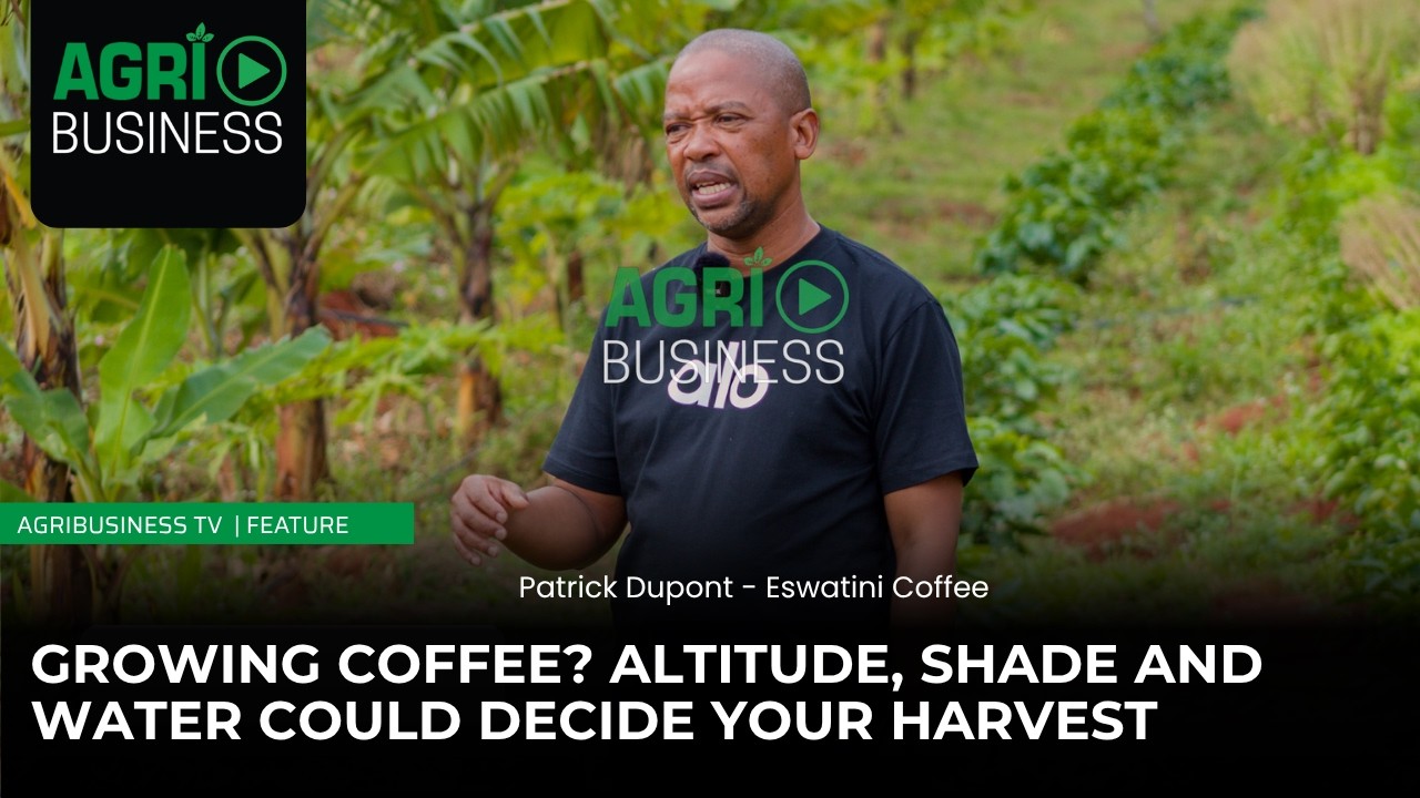 Still from GROWING COFFEE? ALTITUDE, SHADE AND WATER COULD DECIDE YOUR HARVEST