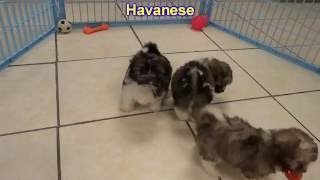 Havanese, Puppies, Dogs, For Sale, In Juneau, Borough, Alaska, AK, 19Breeders, Badger, College