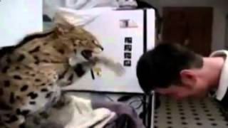 Ох уж эти кошки Приколы с животными Смешные приколы с кошками1 Ох уж эти кошки Приколы с животными Смешные приколы с кошками1
