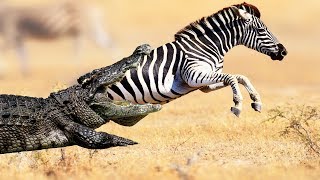 Crocodile Attack Zebra Video Caught On Camera Wild Animals Videos