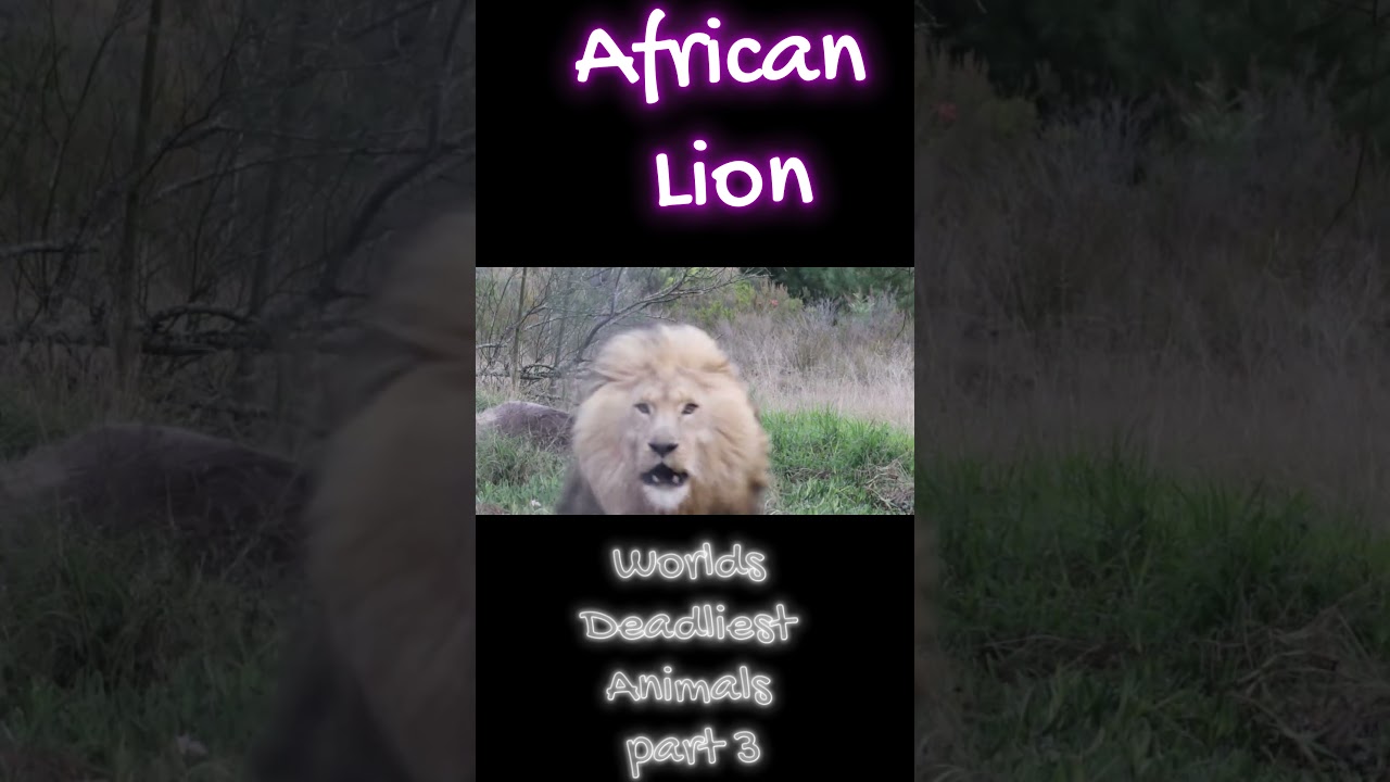 Unveiling the Terrifying Truth: The Most Dangerous Facts About African Lions