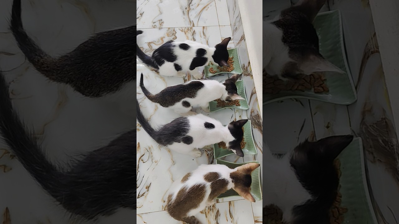 Breakfast Baichon ka ho raha hai dosto😊 #cat #animallife #babyanimal # ...
