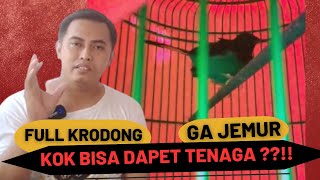 DAPAT TENAGA & DURASI KERJA DARI MANA ?! FULL KRODONG, TIDAK PERNAH JEMUR, YUK SIMAK !! #muraibatu