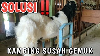 SOLUSI KAMBING SUSAH GEMUK‼