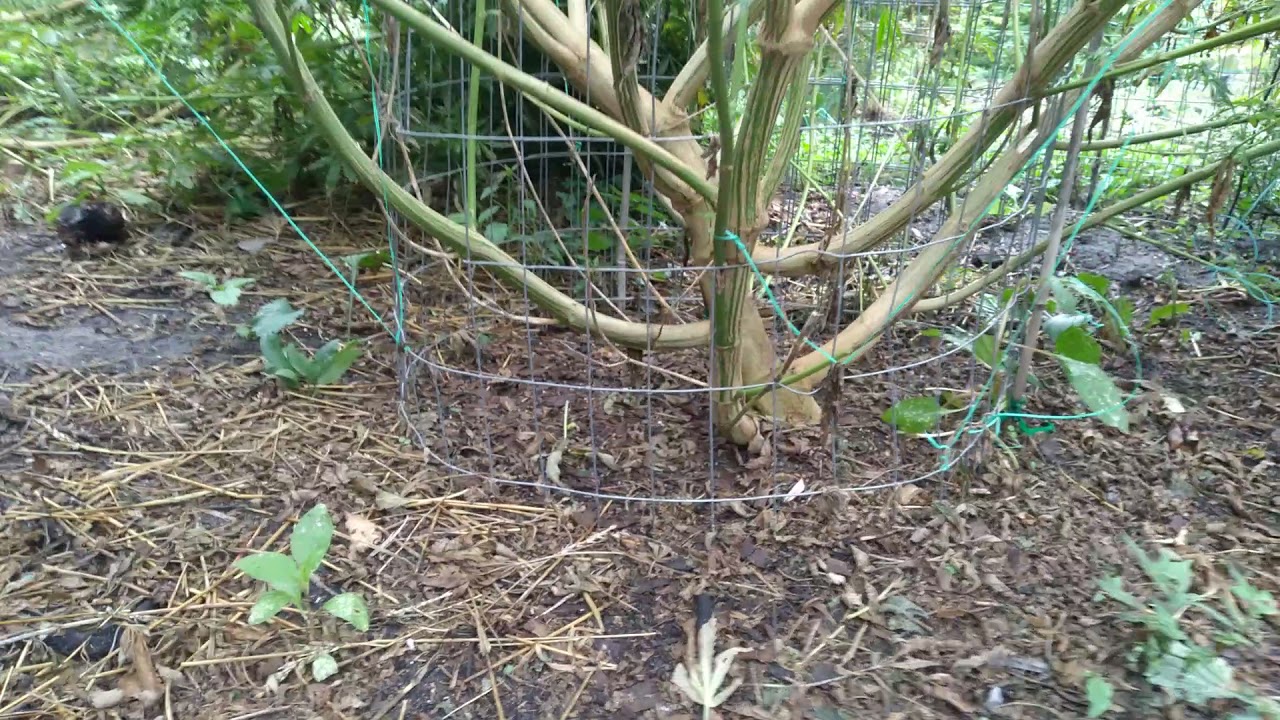 monster cropped giants