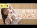 【わんにゃんプラスかごしま】「絆を深めるドッグヨガ♪」