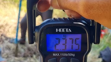 Tập 472 : Con Hổ Đất Nó Bự Kỷ Lục Quá Khủng Khiếp | Mười Thương Săn Bắt