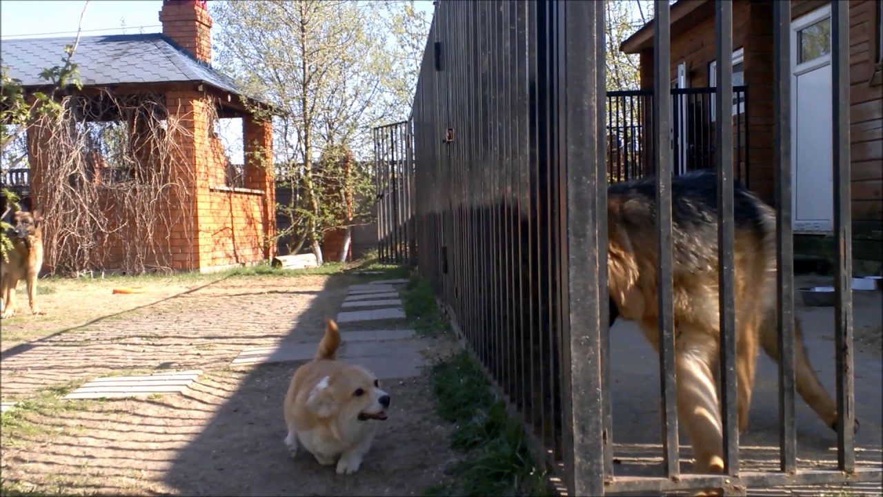 Сильвер и Лёлик  3/05/2017