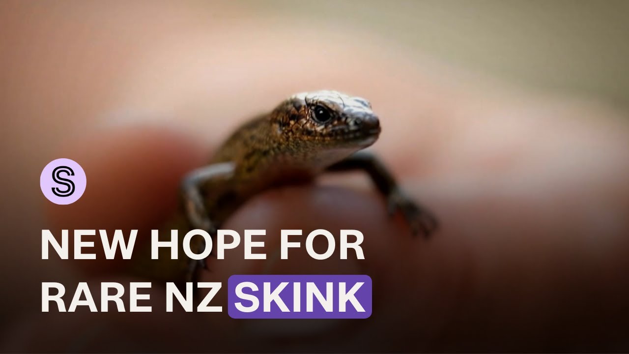 Renewed hope for future of critically endangered alpine skink  | Stuff.co.nz
