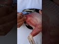 como vacunar un gallo fino de la manera correcta