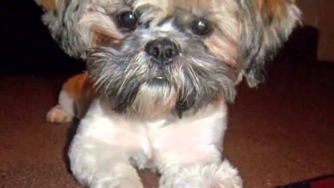 Dog Training Strategies Are Based on Wolf Pack Leader